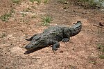 Миниатюра для Файл:Bazoule sacred crocodiles MS 6709.JPG