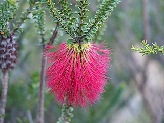 <i>Beaufortia decussata</i> Species of flowering plant
