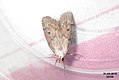 Bee moth (NH266) (22141034461).jpg