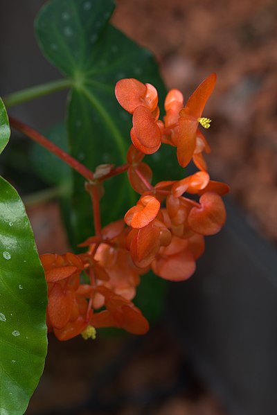 File:Begonia decora GotBot 2015 004.jpg