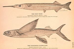 The half-beak Hyporhamphus unifasciatus and the flying fish Cheilopogon pinnatibarbatus