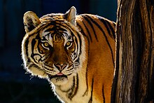 The Bengal tiger. India has the highest number of cat species in the world. Bengal Tiger Portrait.jpg