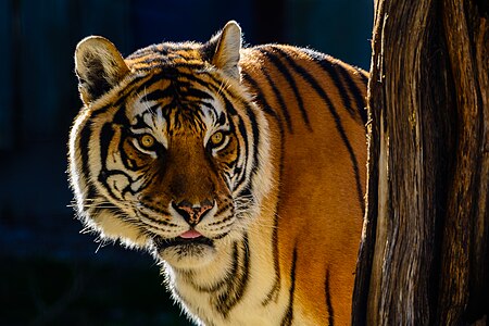 Tập_tin:Bengal_Tiger_Portrait.jpg