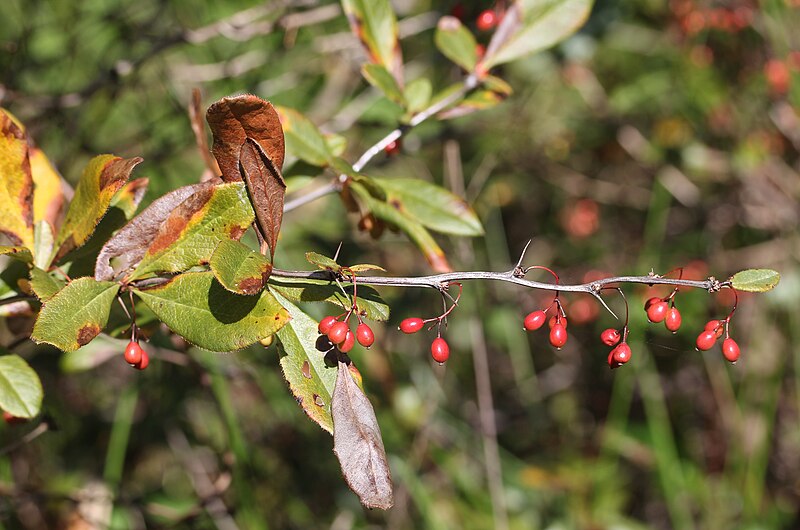 File:Berberis sieboldii (fruits s7).jpg