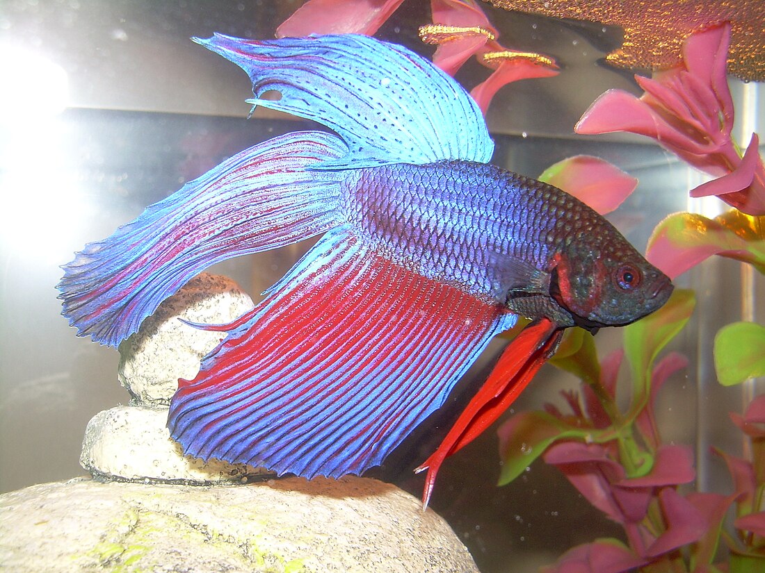 Betta splendens