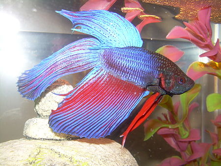 Betta splendens02.JPG