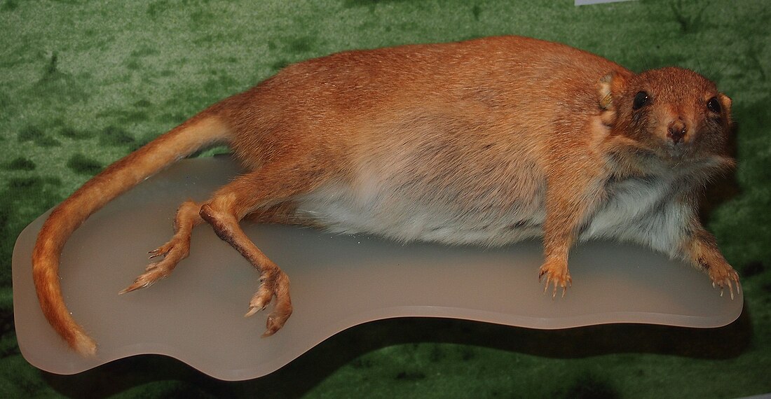 Bettongie de Lesueur