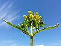 Inflorescence