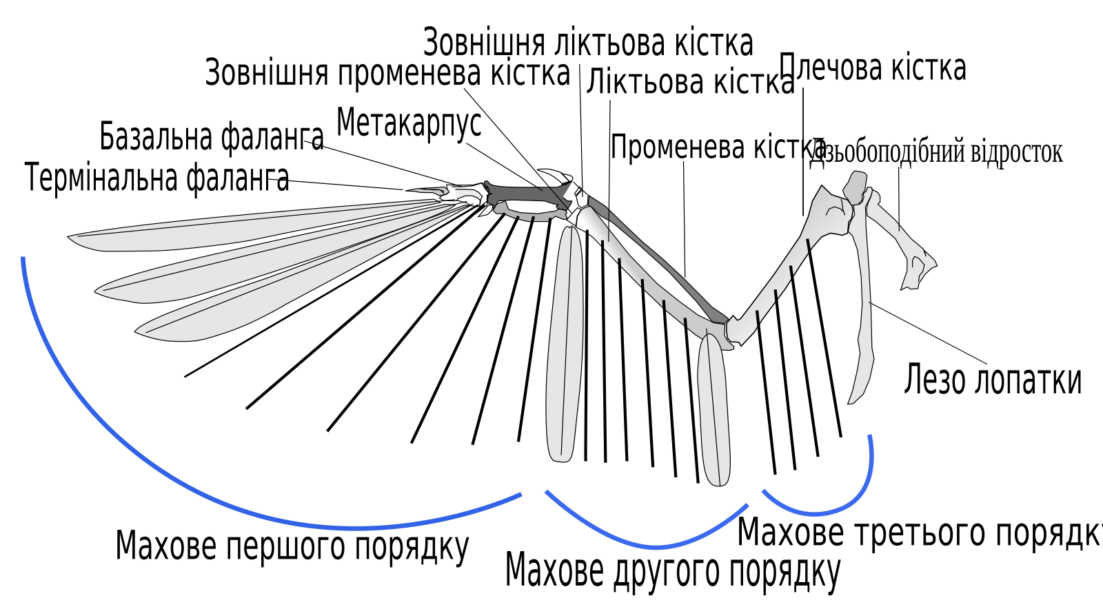 Строение крыла птицы рисунок с подписями