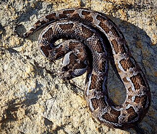 <span class="mw-page-title-main">Red adder</span> Species of snake