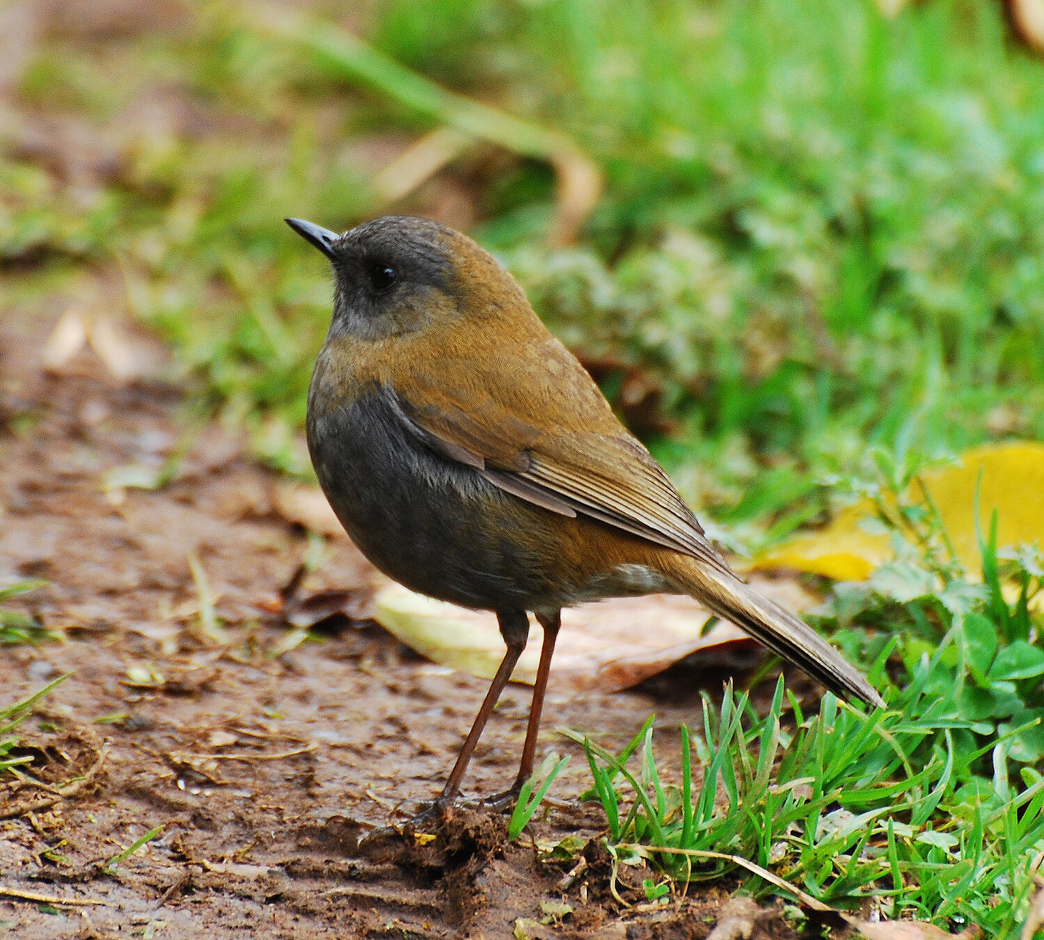 Black-billed nightingale-thrush - Wikiwand