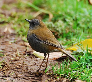 <span class="mw-page-title-main">Black-billed nightingale-thrush</span> Species of bird