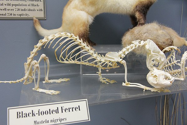 Skeleton of a black-footed ferret (Mustela nigripes) on display at the Museum of Osteology