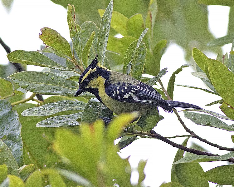 File:Black-lored Tit ( Parus xanthogenys) (18979136410).jpg