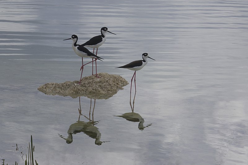 File:Black-necked Stilt (Himantopus mexicanus) (17258192951).jpg