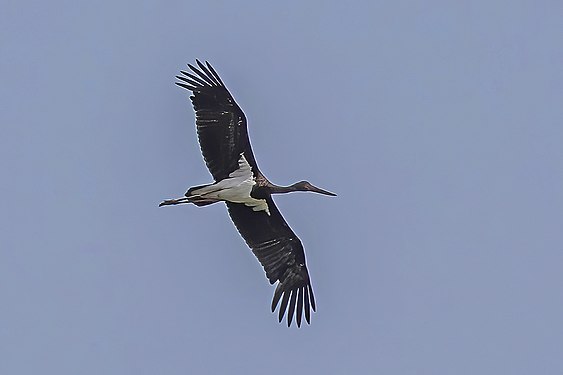 Black stork Ciconia nigra