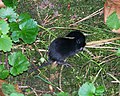 Black vole 2045.JPG