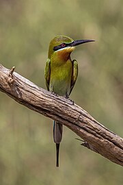 Blue-tailed bee-eater Merops philippinus
