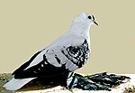 Thumbnail for Bohemian Fairy Swallow pigeon