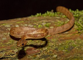 Beschrijving van de afbeelding Boiga kraepelini.jpg.