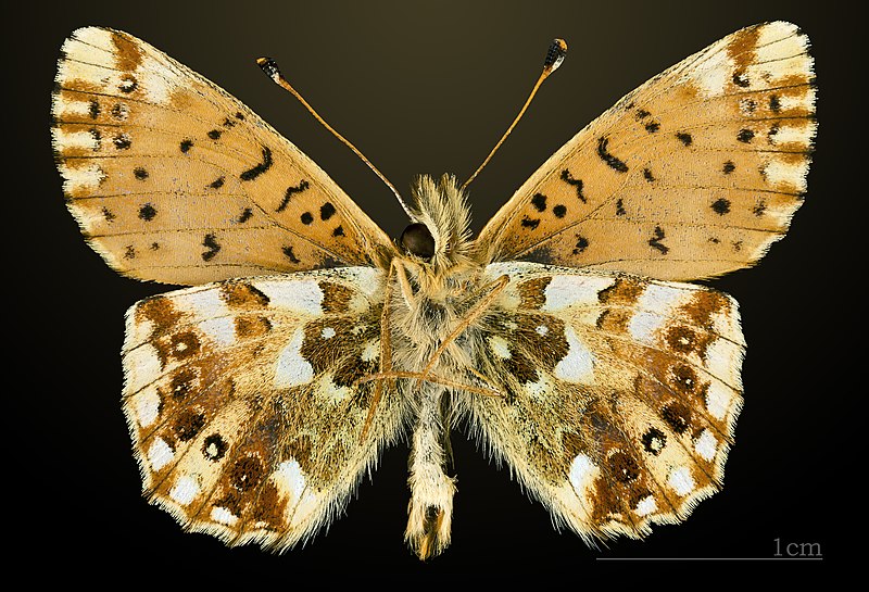 File:Boloria graeca MHNT CUT 2013 3 22 N.D. de la Salette Ventre.jpg