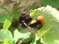 Bombus lapidarius