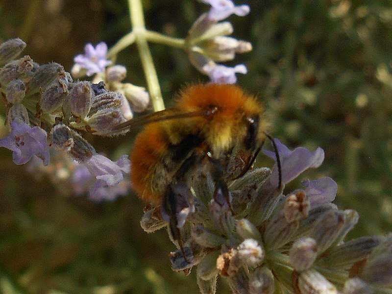 File:Bombus pascuorum on Lavandula officinalis 2.jpg