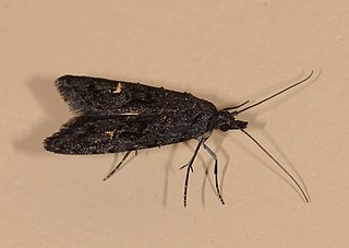 <i>Bondia nigella</i> Species of moth