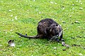 * Nomination Nutria in the Rheinaue Park in Bonn, North Rhine-Westphalia, Germany --XRay 04:59, 3 July 2021 (UTC) * Promotion  Support Good quality.--Famberhorst 05:31, 3 July 2021 (UTC)