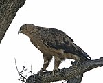 Booted Eagle1.jpg
