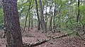 Bos Loonse en Drunense Duinen April 2020.jpg