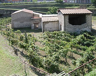 Villa Boscoreale Any of several Roman villas discovered in the district of Boscoreale, Italy