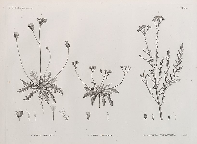 Pl.42 - 1. Crepis hispidula 2. Crepis senecioides 3. Santolina fragrantissima