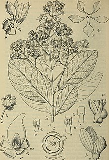 Botanische Jahrbucher fur Systematik, Pflanzengeschichte und Pflanzengeographie (1912) (14740969256).jpg