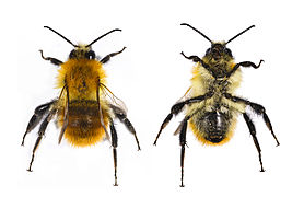 Bombus pascuorum (Common carder bee)