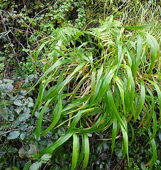 <i>Brachypodium sylvaticum</i> Species of grass