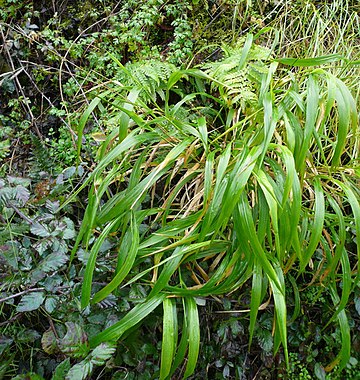 Brachypodium sylvaticum