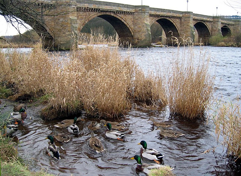 File:Bridge over the River Tyne, Corbridge - geograph.org.uk - 1727660.jpg