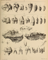 British Pleistocene Mammalia (1866) Cave Hyena Dentition 2.png