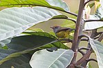 Thumbnail for Broad-billed warbler