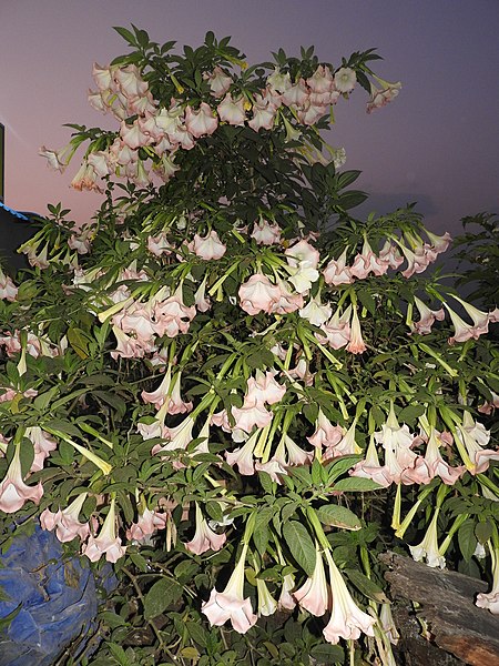 File:Brugmansia rosea-1-yercaud town-yercaud-salem-India.jpg