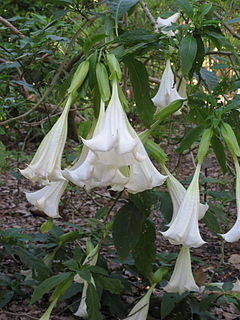 Angels tears list of plants with the same or similar names