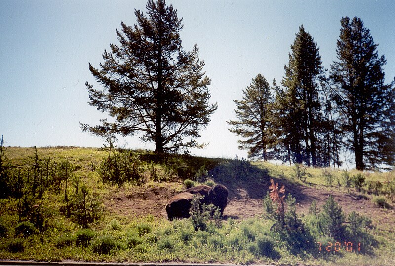 File:Buffalo Wallow.jpg