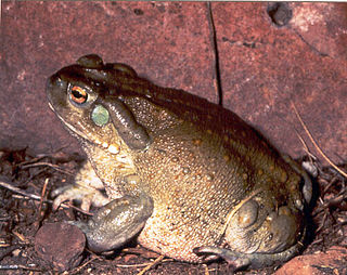 Colorado River toad species of amphibian