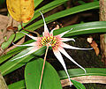 Bulbophyllum acuminatum