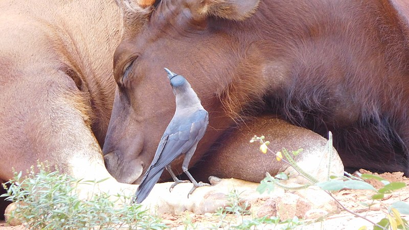 File:Bull and crow.jpg