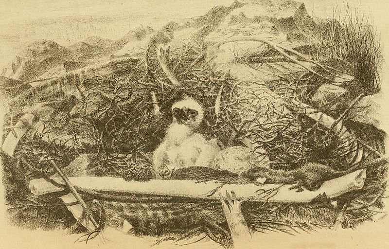 File:Bulletin de la Société impériale des naturalistes de Moscou (1895) (20244648838).jpg