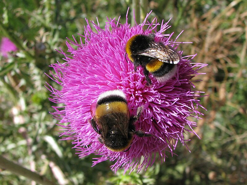 File:Bumblebees.jpg