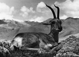 Tibeti gazella (1938)