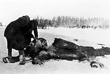 Hunger during World War II led to horses being eaten.